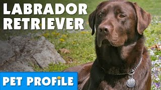 Labrador Retriever Pet Profile  Bondi Vet [upl. by Wehhtam]