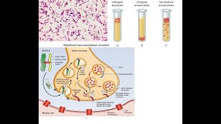 Clostridium botulinum Part 2 Mechanism of action of botulinum toxin symptoms diagnosis treatment [upl. by Urina]