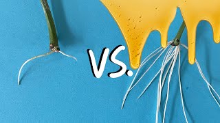 How To Root Cuttings  Honey vs Cinnamon vs CloneX  THE RESULTS ARE IN [upl. by Lledner]