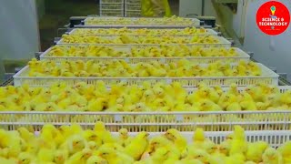 AMAZING FULL PROCESS OF MODERN HIGHTECH CHICKS HATCHERY MODERN POULTRY HATCHERY TECHNOLOGYFARMING [upl. by Aissela304]