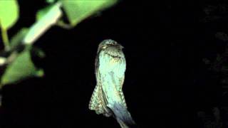 Northern Potoo [upl. by Hpeosj920]