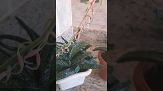 Reação da Gasteria em três ambientes diferentes [upl. by Bruckner783]