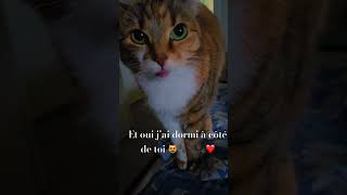 chat drôle et intelligentepetit bisou cat cute funny shortvideos shortsyoutube 😻❤️ [upl. by Tama]