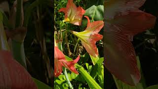 hippeastrum autumnal equinox [upl. by Attezi]