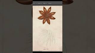 Star anise illicium verum botanical illustration art flowers drawing [upl. by Jolee]