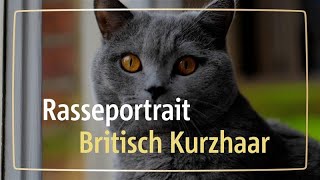 Rasseportrait Britisch Kurzhaar [upl. by Victorie]