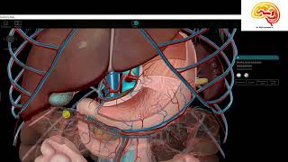 Anatomia Facil Intestino Delgado [upl. by Persis583]