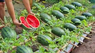 Grow watermelon in this way the fruit will be big and sweet grow watermelon in a bag of soil [upl. by Anilatsyrc]