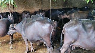 Buffalo Videos Farm Live [upl. by Aluino389]