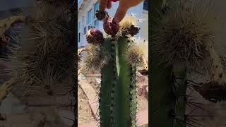 Harvesting 3 Stenocereus queretaroensis pitayas [upl. by Ymaral]