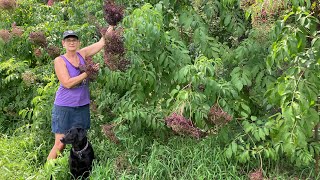 How we identify our American Elderberry cultivars Adams York and Native varieties [upl. by Anahpos]