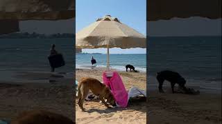 Dogs on the beach in Side turkey side dog [upl. by September]