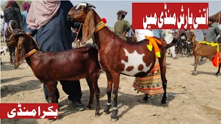 Bakra Mandi sahiwal mashallah Mandi mein bahut khubsurat bacchon wali bakriyan Zafar Bakra TV [upl. by Barbey]