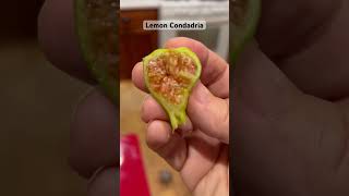 Lemon condadria fig gardening figtasting2024 [upl. by Akiaki664]