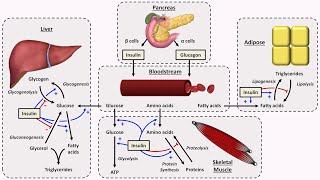 Physiology of Insulin and Glucagon [upl. by Nancee]