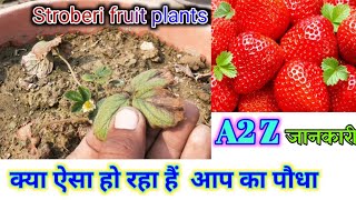 क्या आपके प्लांट में ऐसा हो रहा हैhow to grow strawberries at home [upl. by Petr]