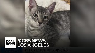 Santa Clarita shop owner seeking safe return of stolen pet cat [upl. by Layod615]