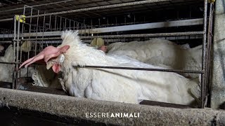 Linsostenibile produzione di uova negli allevamenti di galline  Essere Animali [upl. by Banyaz]