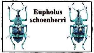 Eupholus schoenherri  Präparation  Mounting [upl. by Aehsan308]