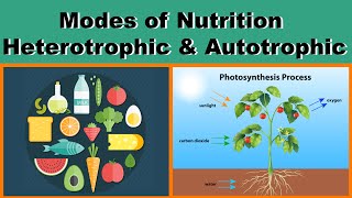 Modes of Nutrition  Heterotrophic amp Autotrophic  Biology  Science  Letstute [upl. by Aitercal]