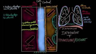 Epanchement pleural  Docteur Synapse [upl. by Delfeena391]