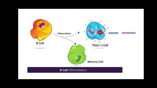 Clonal Selection Theory [upl. by Ellehcim]