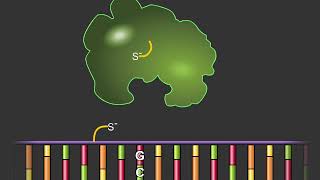 DNA Replication Copying the Molecule of Life [upl. by Saree168]