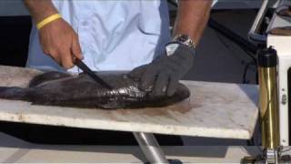 The BEST Way to Fillet Catfish [upl. by Thormora]