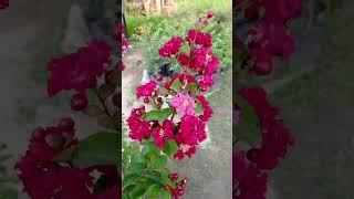 Lagerstroemia Indica Red Plant Crape Myrtle सावनी Sawani shorts summerfloweringplant [upl. by Jehias]