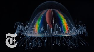 How Deep Sea Creatures Emit Their Own Light  The New York Times [upl. by Pippo87]