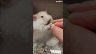 Snowy White Channel My Hamster Loves Her New Healthy Teeth Rod 🐹❤️ HandFeeding Moments [upl. by Peder]