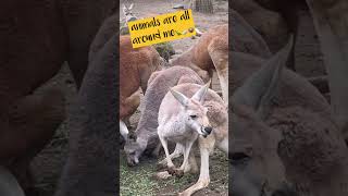 Happy to see kangaroo and kaola first time shortscurrumbinwildlifegoldcoastaustralia [upl. by Nastassia]