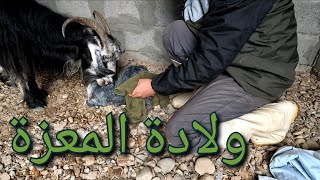 116ولادة المعزة 🐐 ، تركيب باب للحضيرة 🚪، انتاج نشارة خشب في المزرعة [upl. by Lotsyrk]