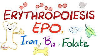 Erythropoiesis EPO Iron Vitamin B12 and Folate  Physiology Series [upl. by Atinek]