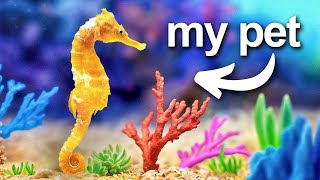 I Built a Coral Reef for my pet seahorse [upl. by Buford]