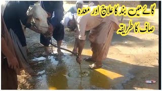 Ruminal impaction in cow gastric lavage  Gastic Suctioning gay main Bun ka elaj Dr MAsif [upl. by Enrico]