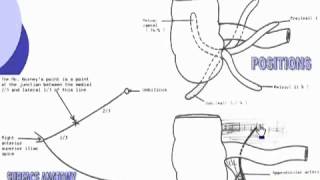 33 Abdomen Vermiform appendix [upl. by Kcajyllib]