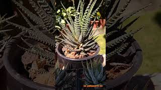 Haworthiopsis attenuata  Haworthia attenuata  Planta cebra [upl. by Narrad]