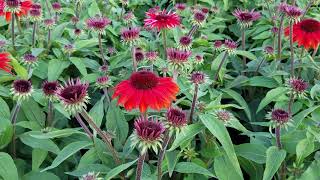 Echinacea Sombrero® Sangrita Coneflower [upl. by Adnoel825]