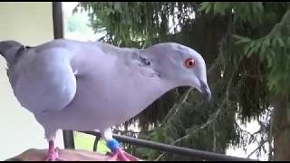 Tame F2 Triple HybridF1 Eurasian Collared doveRingneck Dove Hybrid x Pigeon [upl. by Coulombe]