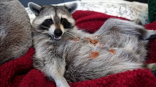 Raccoon Eating Pecans ASMR [upl. by Alekahs]