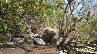 Cactus habitat of Queretaro Mexico Dry season [upl. by Anelrahs]