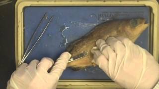 Fish Dissection [upl. by Asiat407]