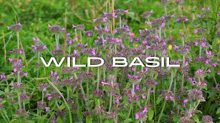 Wild Basil [upl. by Kokoruda]