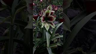 Hippeastrum papilio flowers naturemusic naturesounds garden Hippeastrum i naturephotography [upl. by Fries714]