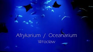 Zoo Afrykarium Oceanarium ★ Wrocław atrakcje turystyczne ★ Walking Tour [upl. by Towill]