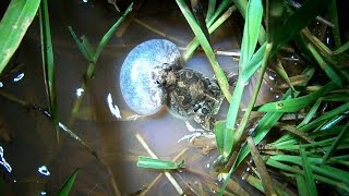 SAPO MACHO COAXANDO NA LAGOA APÓS A CHUVA PHYSALAEMUS MARMORATUS ANFÍBIOS CANTO PARA ATRAIR FÊMEA [upl. by Shantee]