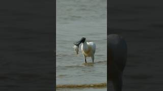 A blackfaced spoonbill swallows fish at S China bay wildlife nature animals [upl. by Trstram324]