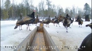 Brownville Food Pantry For Deer  Tom Turkey Fighting At Morning 22018 [upl. by Hayyikaz]