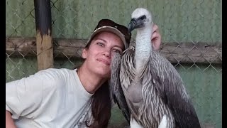 Handfeeding and cuddling a wild vulture [upl. by Trebornhoj292]